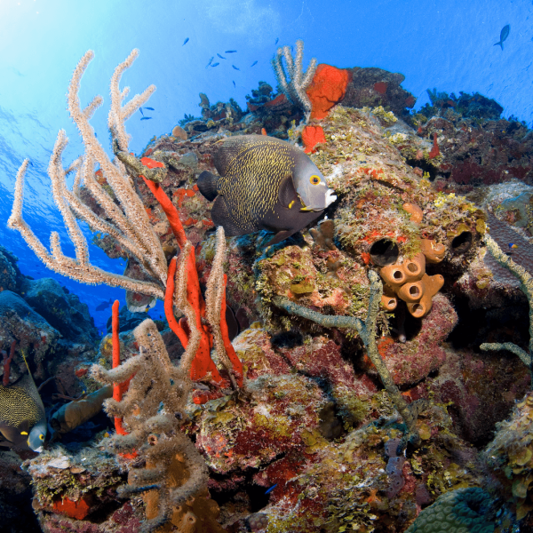 French Angels Over Reef-medium