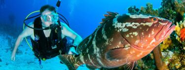 cayman brac diver and grouper 1060x403 min